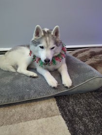 Poster for Gift video from Gone to the Snow Dogs