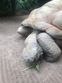 Poster for Pep Talk video from Shellebrate with a Tortoise Cameo