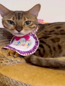 Poster for Birthday video from にゃんたまHOUSE