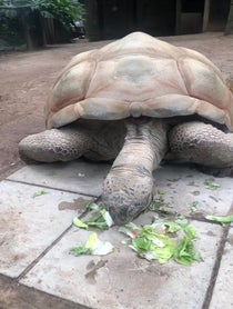 Poster for Other video from Shellebrate with a Tortoise Cameo