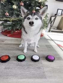 Poster for Other video from Sapphie the Pomsky