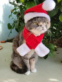 Poster for Other video from Willow The Beautiful Cat