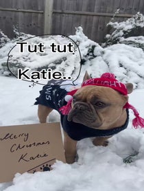 Poster for Gift video from TJ the Frenchie