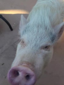Poster for Other video from Paris The Mini Pig
