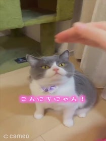 Poster for Intro video video from まる🐯🐾