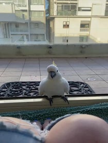 Poster for Christmas video from The Almond Cafe