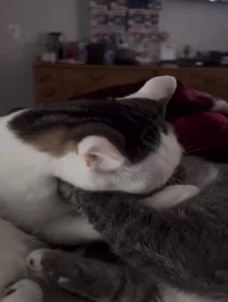 Poster for Other video from Buscemi Cat