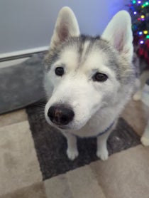 Poster for Christmas video from Gone to the Snow Dogs