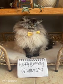 Poster for Intro video video from Merlin The Mad Ragdoll