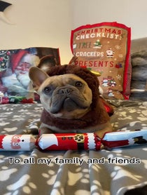 Poster for Gift video from TJ the Frenchie
