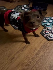 Poster for Gift video from Bastian the Talking Terrier