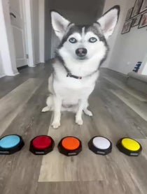 Poster for Birthday video from Sapphie the Pomsky