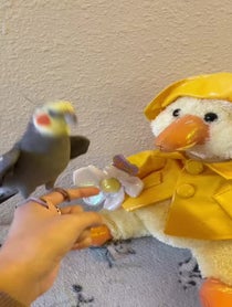 Poster for Other video from YumYum The Cockatiel