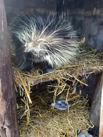 Poster for Birthday video from Porcupines at Stone Zoo