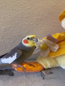 Poster for Birthday video from YumYum The Cockatiel