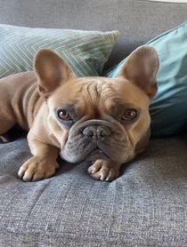 Poster for Pep Talk video from TJ the Frenchie