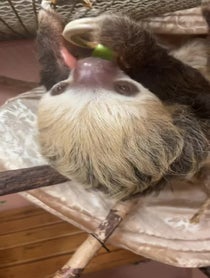 Poster for Birthday video from Dunkin the Two Toed Sloth