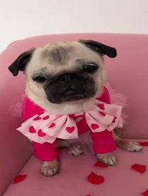 Poster for Valentine's Day video from Loulou The Pug