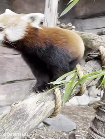 Poster for Intro video video from Red Pandas at Philadelphia Zoo