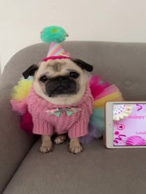 Poster for Birthday video from Loulou The Pug