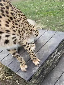 Poster for Valentine's Day video from Cincinnati Zoo Cheetahs