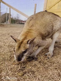 Poster for Intro video video from Coastal Wilds
