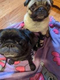 Poster for Valentine's Day video from Philomena The Pug