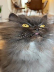 Poster for Valentine's Day video from Bobbie the Persian