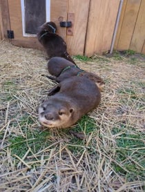 Poster for Valentine's Day video from Coastal Wilds