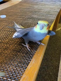 Poster for Birthday video from YumYum The Cockatiel