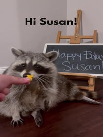 Poster for Birthday video from Tito The Raccoon