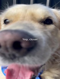 Poster for Birthday video from Horlicks the Golden