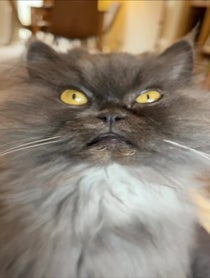 Poster for Birthday video from Bobbie the Persian