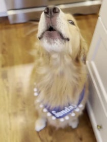 Poster for Intro video video from Sunday The Golden Retriever