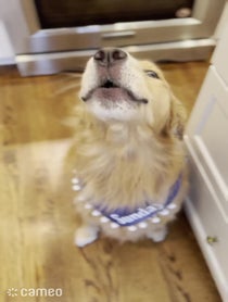 Poster for Intro video video from Sunday The Golden Retriever