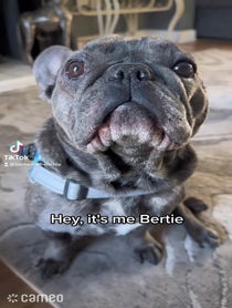 Poster for Intro video video from Bertie the Frenchie