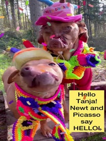 Poster for Birthday video from Picasso & The WonkyDogs