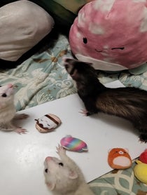 Poster for Birthday video from Fuffy Ferrets