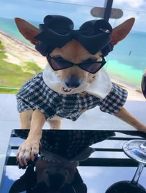Poster for Other video from Mary-Kate & Rihanna the Wine Pups