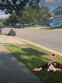 Poster for Birthday video from Dixie The Praying Dog