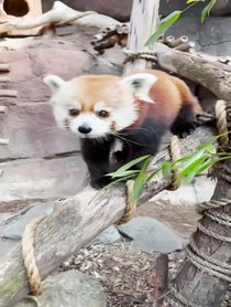 Poster for Birthday video from Red Pandas at Philadelphia Zoo