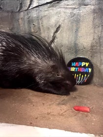 Poster for Birthday video from Bintu the African Crested Porcupine