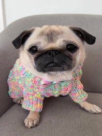 Poster for Other video from Loulou The Pug