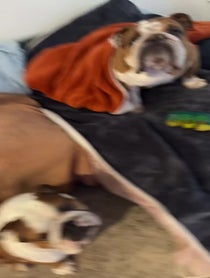 Poster for Other video from Bentley & Finn