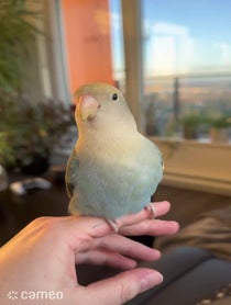 Poster for Intro video video from Prince the Bird & Tamia