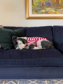 Poster for Birthday video from Bear The Sheepadoodle