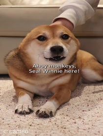 Poster for Intro video video from Always Winnie