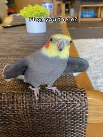 Poster for Birthday video from YumYum The Cockatiel