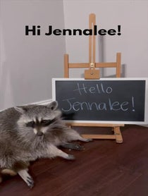 Poster for Other video from Tito The Raccoon