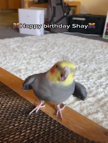 Poster for Birthday video from YumYum The Cockatiel